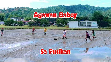 agawan ng baboy|Agawan Baboy sa Putikan .